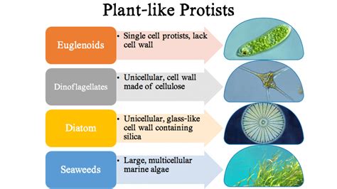 how are some protists similar to plants